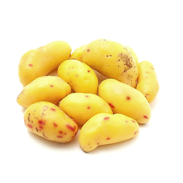 MELLOCO AMARILLO