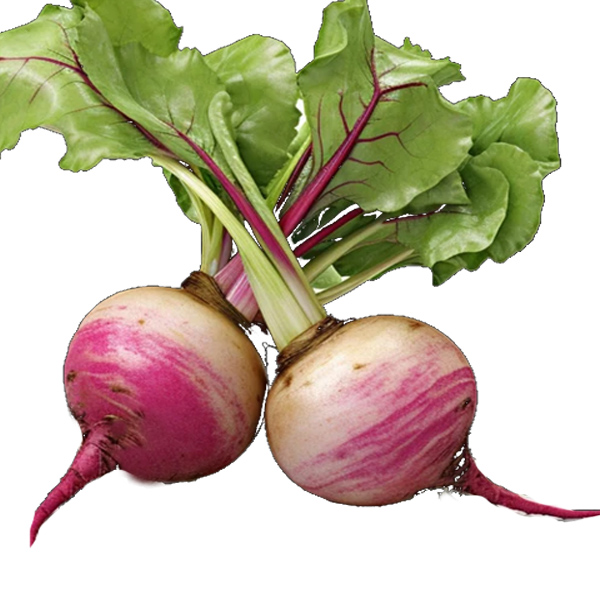 PAPA NABO